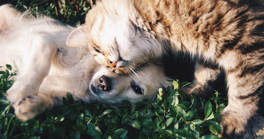 Gezonde kat en hond samen - taurine is essentieel voor hun hartgezondheid en algemeen welzijn