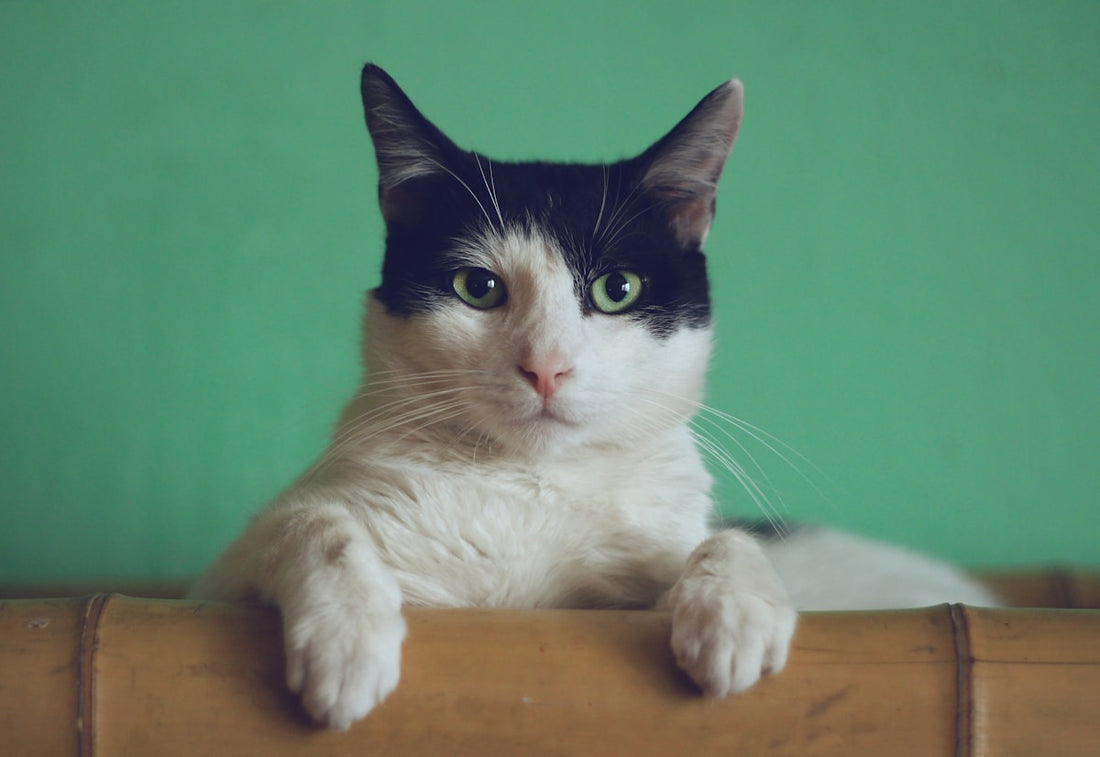 Gezonde kat met glanzende vacht - vachtgezondheid bij katten