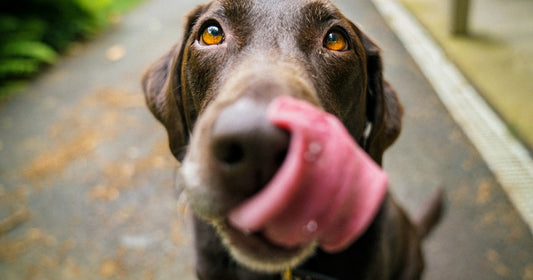 Senior hond met grijze snuit - optimale voeding voor oudere huisdieren