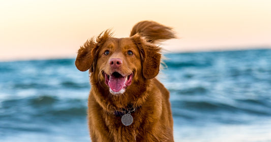 Hond met gezonde vacht - allergiemanagement voor huisdieren