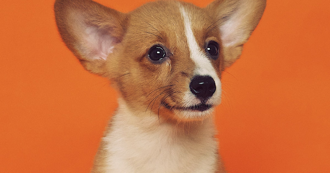 Oudere hond met grijze snuit - senior hond cognitieve gezondheid