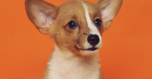 Oudere hond met grijze snuit - senior hond cognitieve gezondheid
