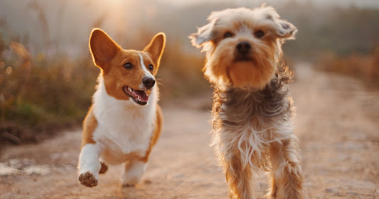Hond en kat met gezond gewicht - gewichtsbeheersing is essentieel voor hun gezondheid
