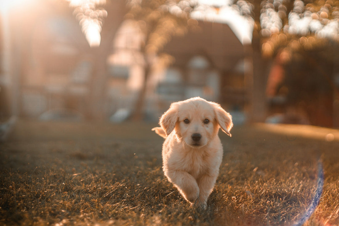 Probiotica voor honden - gezonde hond met voeding voor optimale darmgezondheid