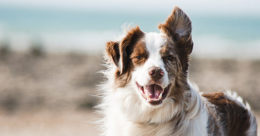 Hond met gezonde spijsvertering - enzymtherapie bij EPI