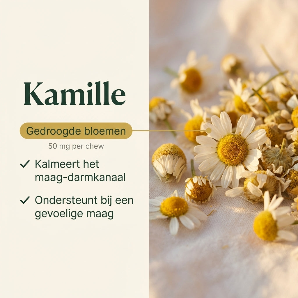 BellyBites Hond | Probiotica & darm support