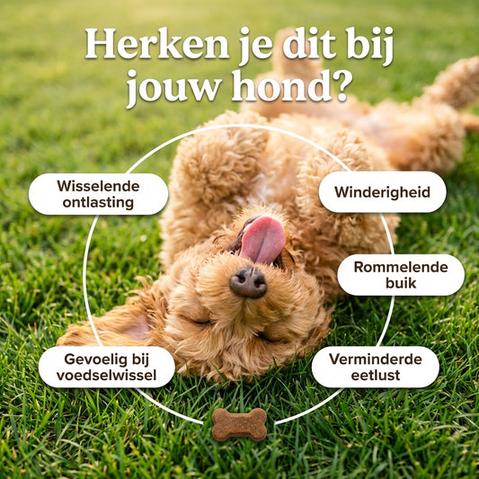 BellyBites Hond | Probiotica & darm support