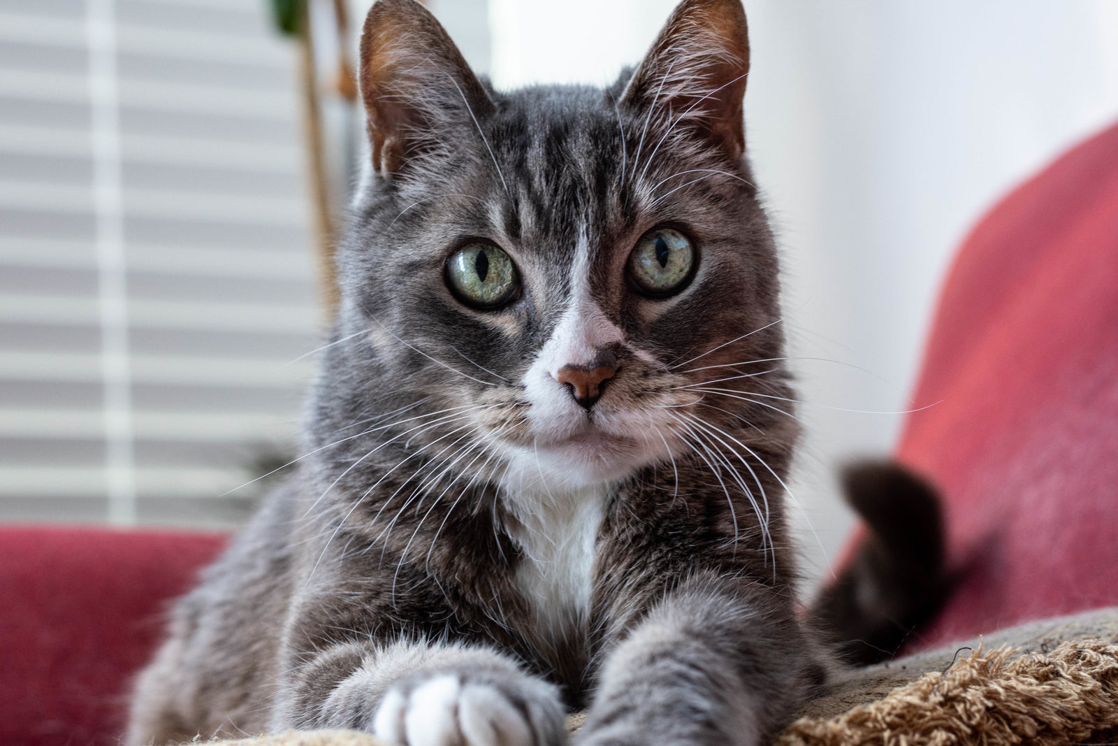 Grijze kat met groene ogen ligt relaxed op bank, kattenportret