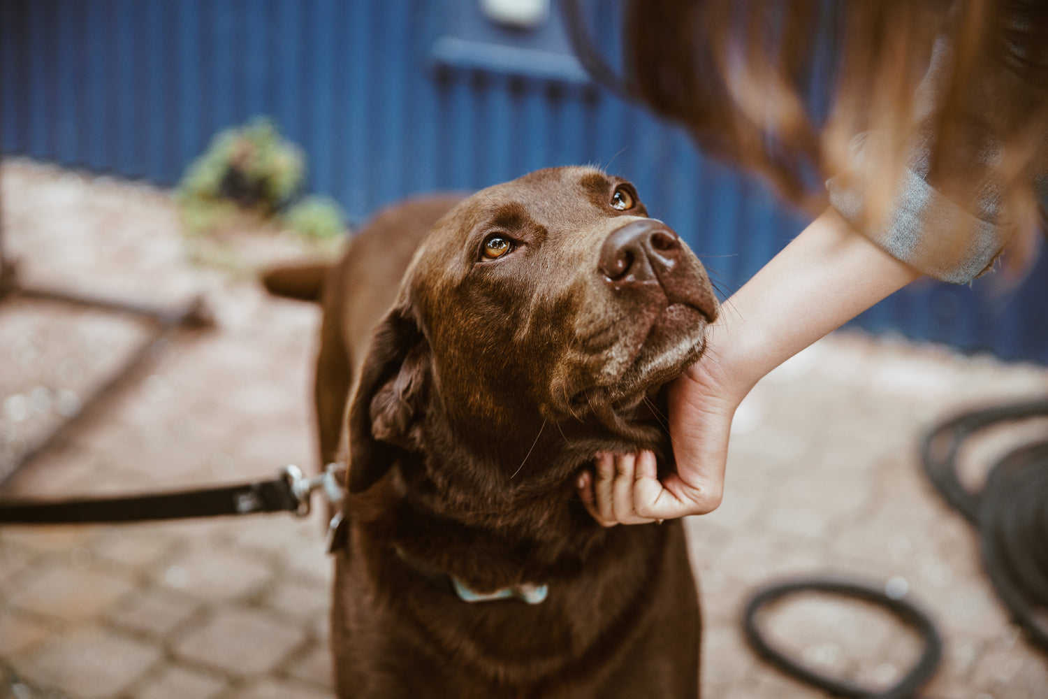 Chocolade labrador krijgt aaitjes, blije hond in huiselijke setting