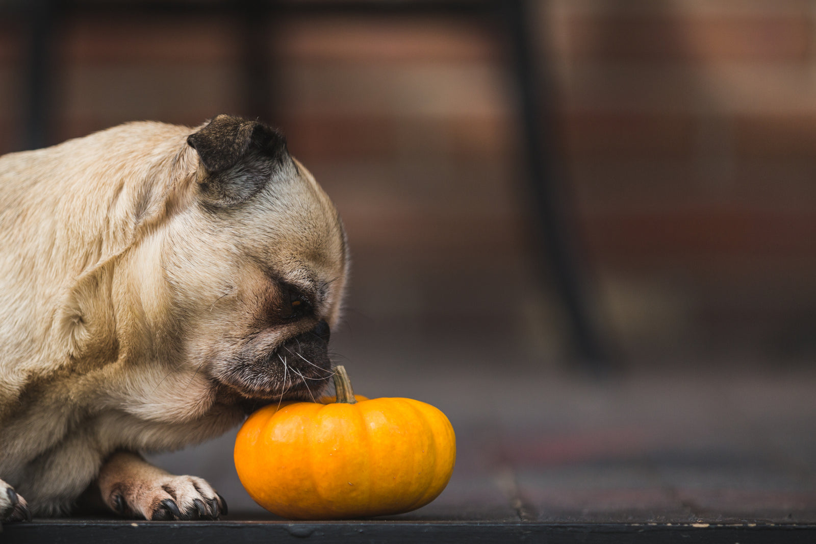 Mopshond snuffelt aan kleine pompoen, herfstfoto met hond
