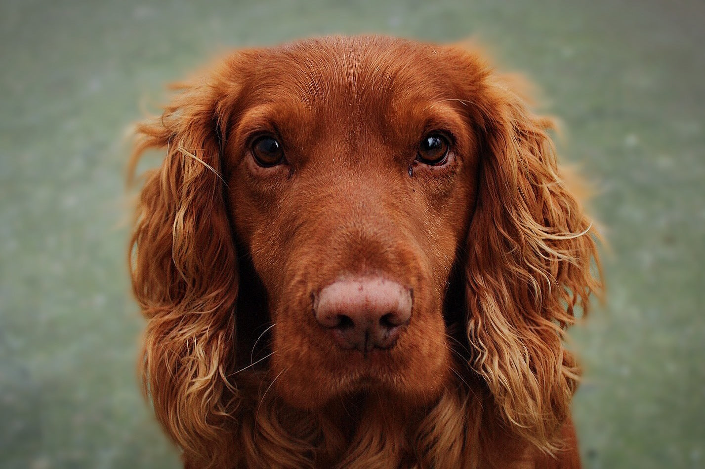 Close-up van Ierse setter met glanzende kastanjebruine vacht, hondenportret