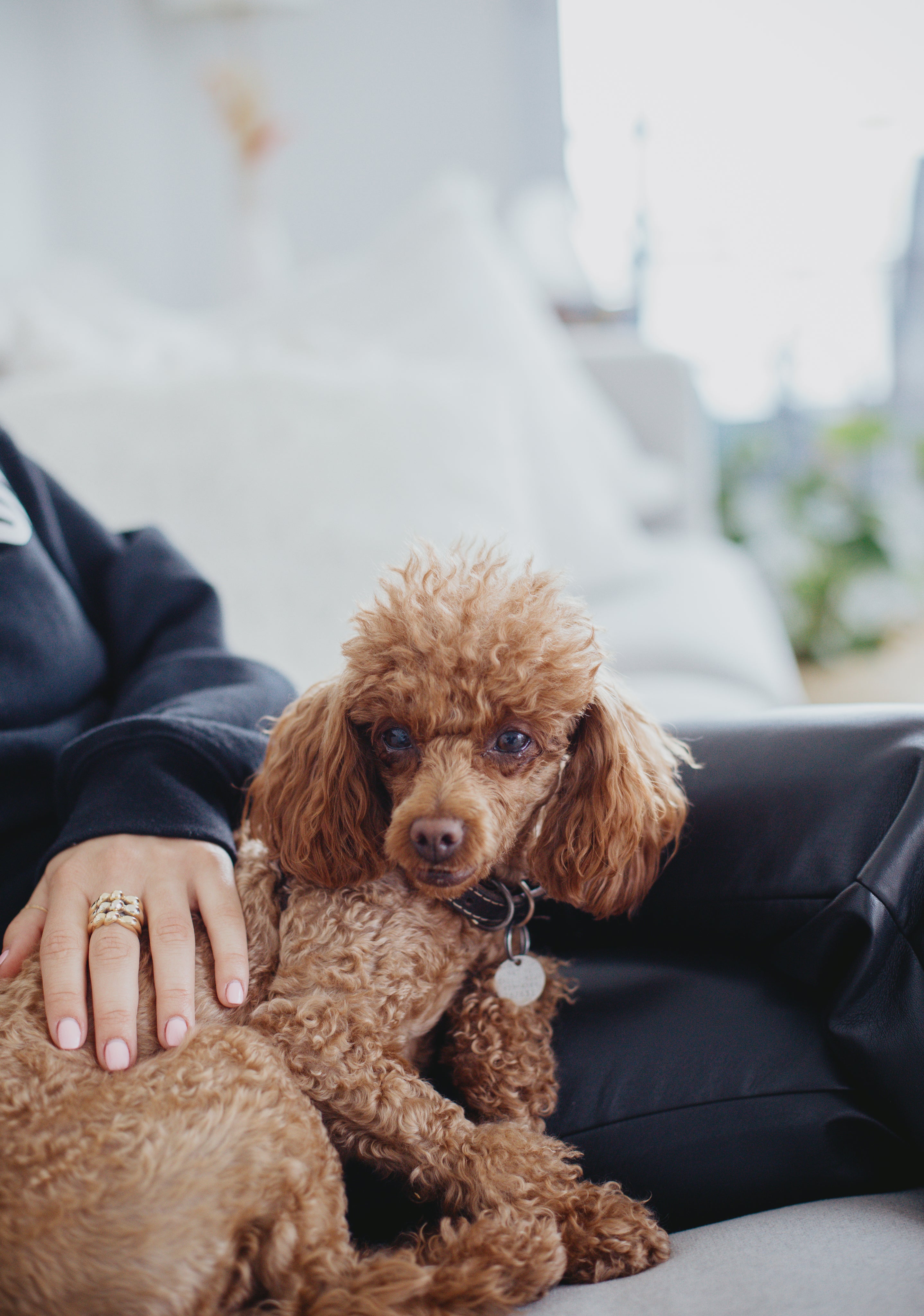 Kleine bruine hond (poedel) ligt op schoot, knuffelmoment met baasje