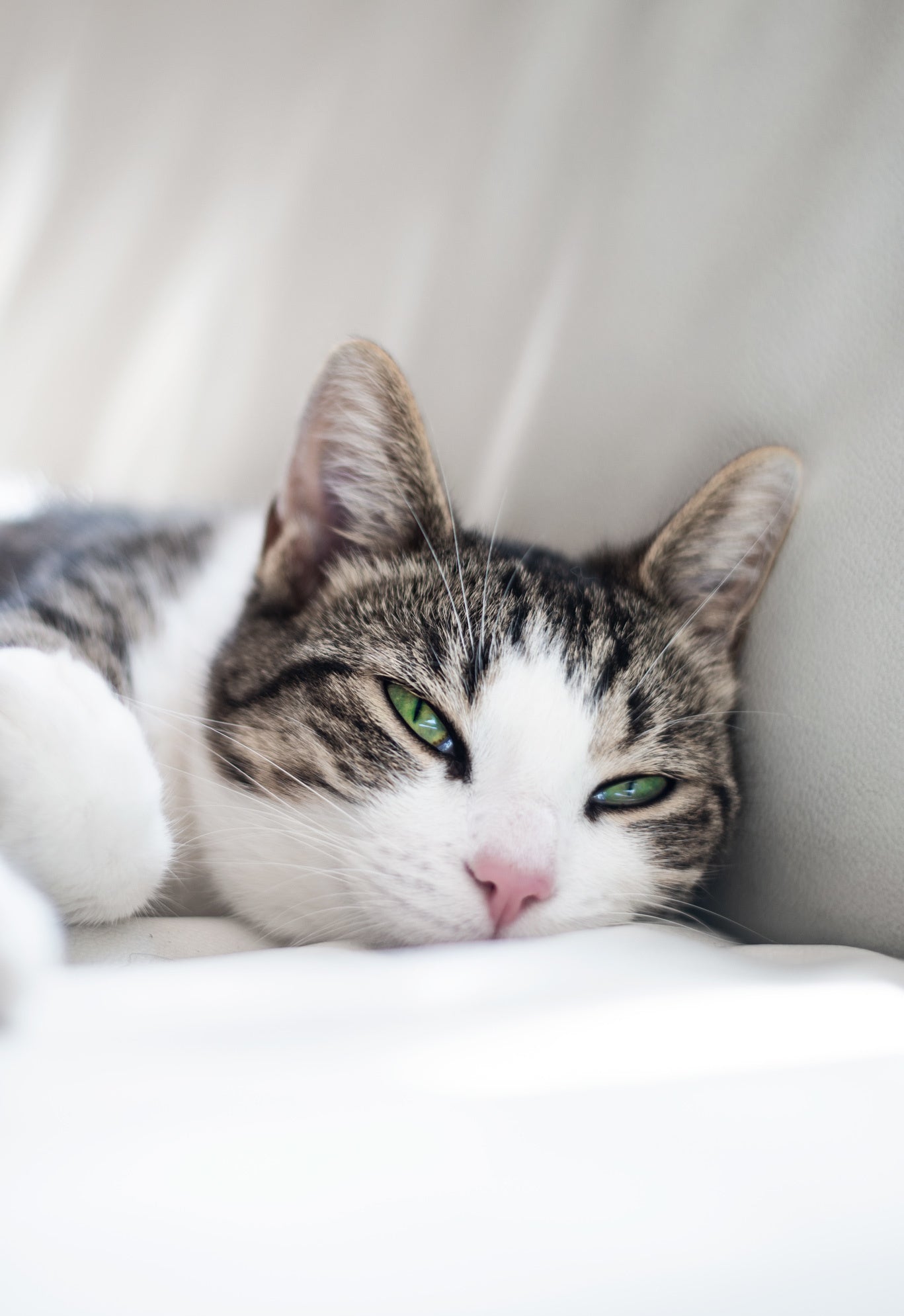 Tabby kat met helder groene ogen, close-up portret op lichte achtergrond